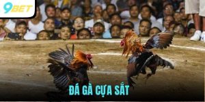đá gà cựa sắt