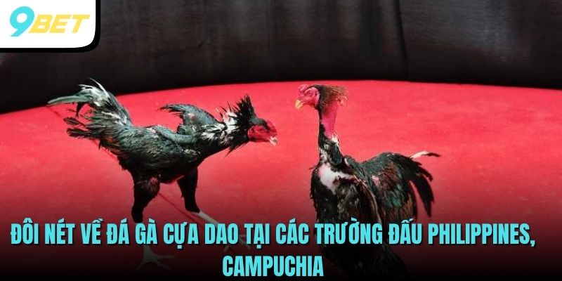 Đôi nét về đá gà cựa dao tại các trường đấu Philippines, Campuchia