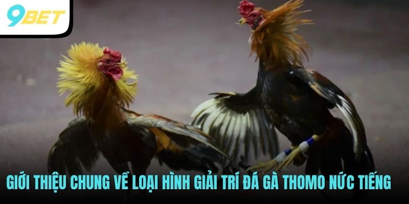 Giới thiệu về kiểu đá gà Thomo nức tiếng thị trường